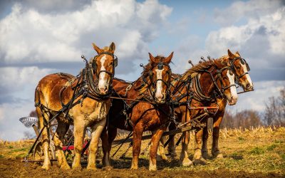 Amish Horses