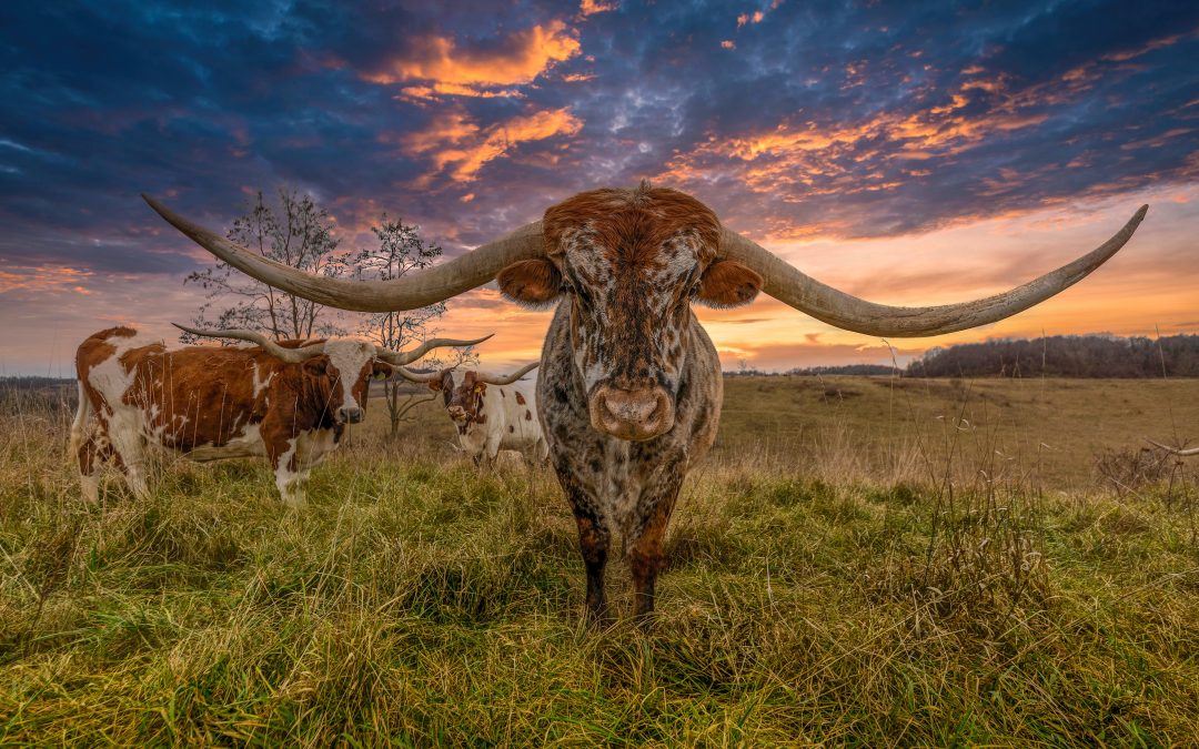 Longhorn