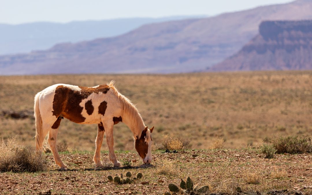 Free Range Horse
