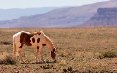 Free Range Horse