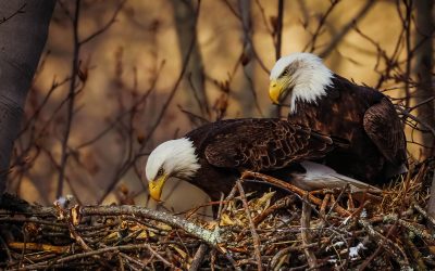 Nesting