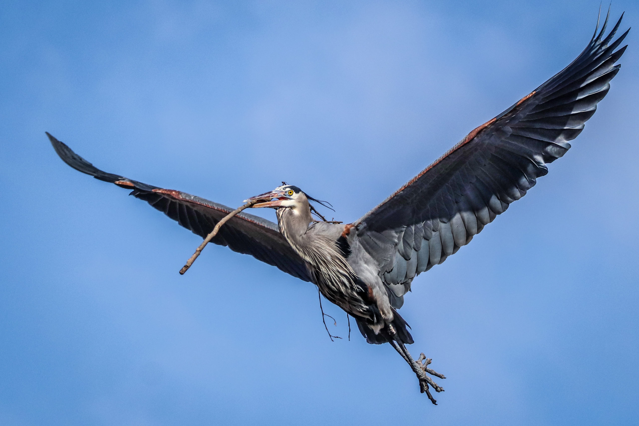 Great Blue